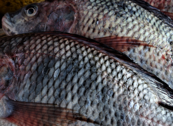 tilapias
